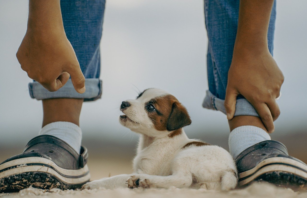 Understanding the Risks of Feeding Pets Highly Processed Foods